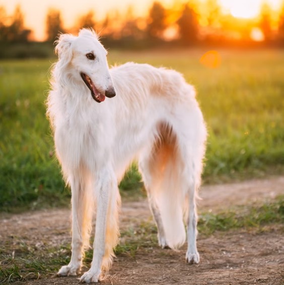 Long and Lovely: Meet the Adorable Dogs with Delightfully Distinct Snouts