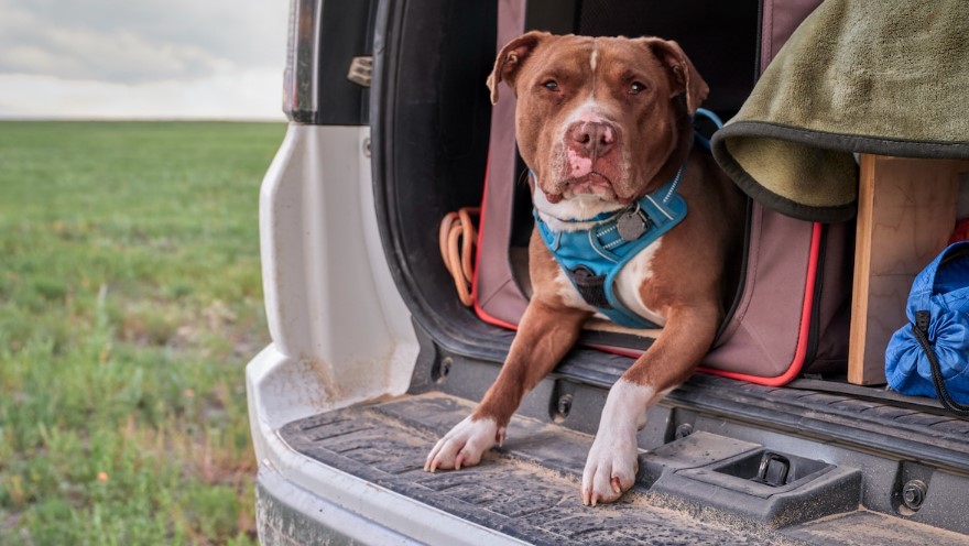 Holiday Cheer and Canine Care: Ensuring Your Dog’s Safety During Festive Seasons